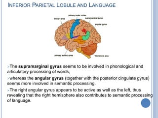 The mediational systemsurrounds the implementation system like a belt (blue areas). The regions identified so far are located in the left temporal pole (TP), left inferotemporal cortex (It), and left prefrontal cortex (Pf). The left basal ganglia complex (not pictured) is an integral part of the language implementation systemMarsel Mesulam Model of Language 1980 Simple language task like rhyming year, days of week require Motor and Premotor area