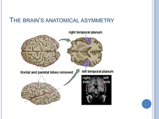  Two classical epicenters (B+W) still work for semantic processingLanguage Related area of Left Brain PET