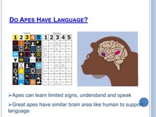 Singing birds share same gene FOXP2 expressed in basal ganglia of human.Do Apes Have Language?Apes can learn limited signs, understand and speak