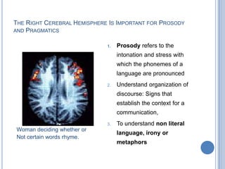 Information might therefore travel between these last two areas either directly, via the arcuate fasciculus, or by a second, parallel route that passes through the inferior parietal lobule. 