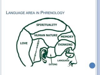 Language was not represented Language area in Phrenology 
