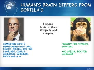 HUMAN’S BRAIN DIFFERS FROM 
GORILLA’S 
Human’s 
Brain is More 
Complete and 
complex 
MOSTLY FOR PHYSICAL 
SURVIVAL 
NO SPECIAL BOX FOR 
LANGUAGE 
COMPLETED WITH 2 
HEMISPHERES (LEFT AND 
RIGHT), SPECIAL BOX FOR 
LANGUAGE, CORPUS 
COLLOSUM, WERNICKE, 
BROCA and so on. 
 