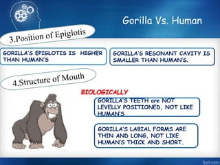 GORILLA’S EPIGLOTIS IS HIGHER 
THAN HUMAN’S 
Gorilla Vs. Human 
GORILLA’S RESONANT CAVITY IS 
SMALLER THAN HUMAN’S. 
BIOLOGICALLY 
GORILLA’S TEETH are NOT 
LEVELLY POSITIONED, NOT LIKE 
HUMAN’S 
GORILLA’S LABIAL FORMS ARE 
THIN AND LONG, NOT LIKE 
HUMAN’S THICK AND SHORT. 
 