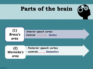 Parts of the brain 
• Anterior speech cortex 
• Controls Syntax 
(1) 
Broca’s 
area 
• Posterior speech cortex 
• controls Semantics 
(2) 
Wernicke’s 
area 
 