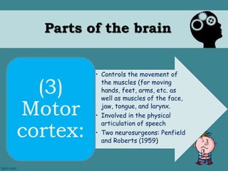 Parts of the brain 
• Controls the movement of 
the muscles (for moving 
hands, feet, arms, etc. as 
well as muscles of the face, 
jaw, tongue, and larynx. 
• Involved in the physical 
articulation of speech 
• Two neurosurgeons: Penfield 
and Roberts (1959) 
(3) 
Motor 
cortex: 
 