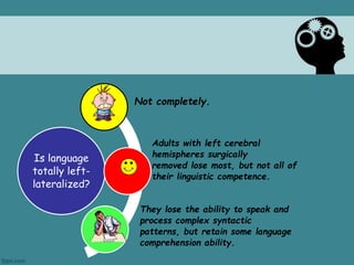 Is language 
totally left-lateralized? 
Not completely. 
Adults with left cerebral 
hemispheres surgically 
removed lose most, but not all of 
their linguistic competence. 
They lose the ability to speak and 
process complex syntactic 
patterns, but retain some language 
comprehension ability. 
 