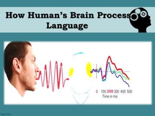 How Human’s Brain Process 
Language 
 