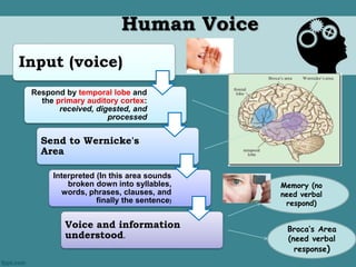 Human Voice 
Input (voice) 
Respond by temporal lobe and 
the primary auditory cortex: 
received, digested, and 
processed 
Send to Wernicke's 
Area 
Interpreted (In this area sounds 
broken down into syllables, 
words, phrases, clauses, and 
finally the sentence) 
Voice and information 
understood. 
Memory (no 
need verbal 
respond) 
Broca’s Area 
(need verbal 
response) 
 