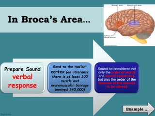 In Broca’s Area… 
Prepare Sound 
verbal 
response 
Send to the motor 
cortex (an utterance 
there is at least 100 
muscle and 
neuromuscular barrage 
involved 140,000) 
Sound be considered not 
only the order of words 
and sound sequences, 
but also the order of the 
features of the sounds 
to be uttered 
Example…. 
 