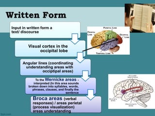 Written Form 
Input in written form a 
text/ discourse 
Visual cortex in the 
occipital lobe 
Angular lines (coordinating 
understanding areas with 
occiptipal areas) 
To the Wernicke areas - 
interpreted (In this area sounds 
broken down into syllables, words, 
phrases, clauses, and finally the 
sentence 
Broca areas (verbal 
responses) / areas perietal 
(process visualization) 
areas understanding 
 