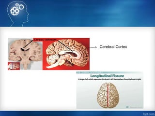 Cerebral Cortex 
 
