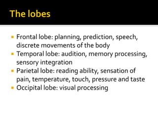 Frontal lobe: planning, prediction, speech,
discrete movements of the body
 Temporal lobe: audition, memory processing,
sensory integration
 Parietal lobe: reading ability, sensation of
pain, temperature, touch, pressure and taste
 Occipital lobe: visual processing


 