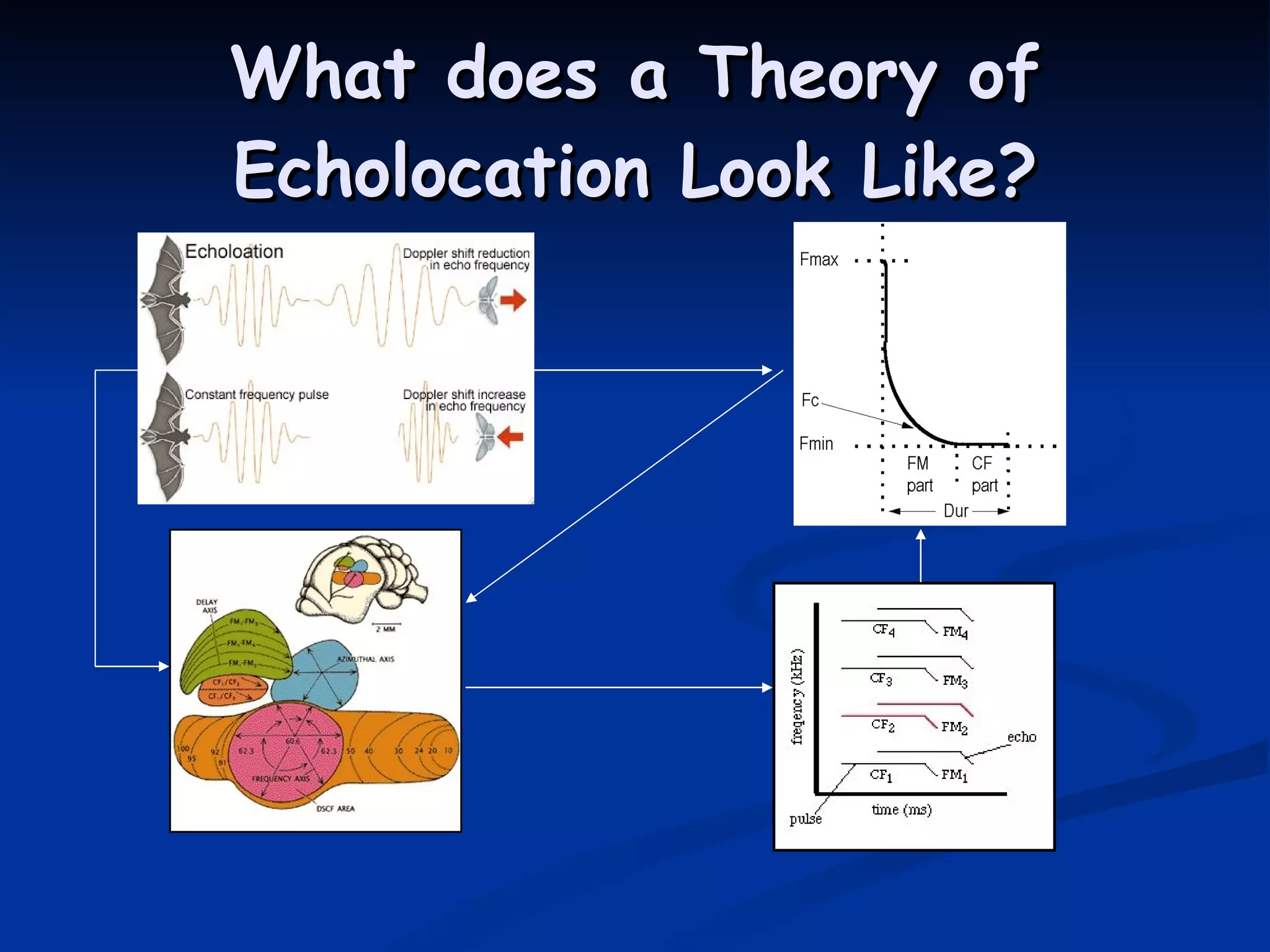 What does a Theory of Echolocation Look Like? 