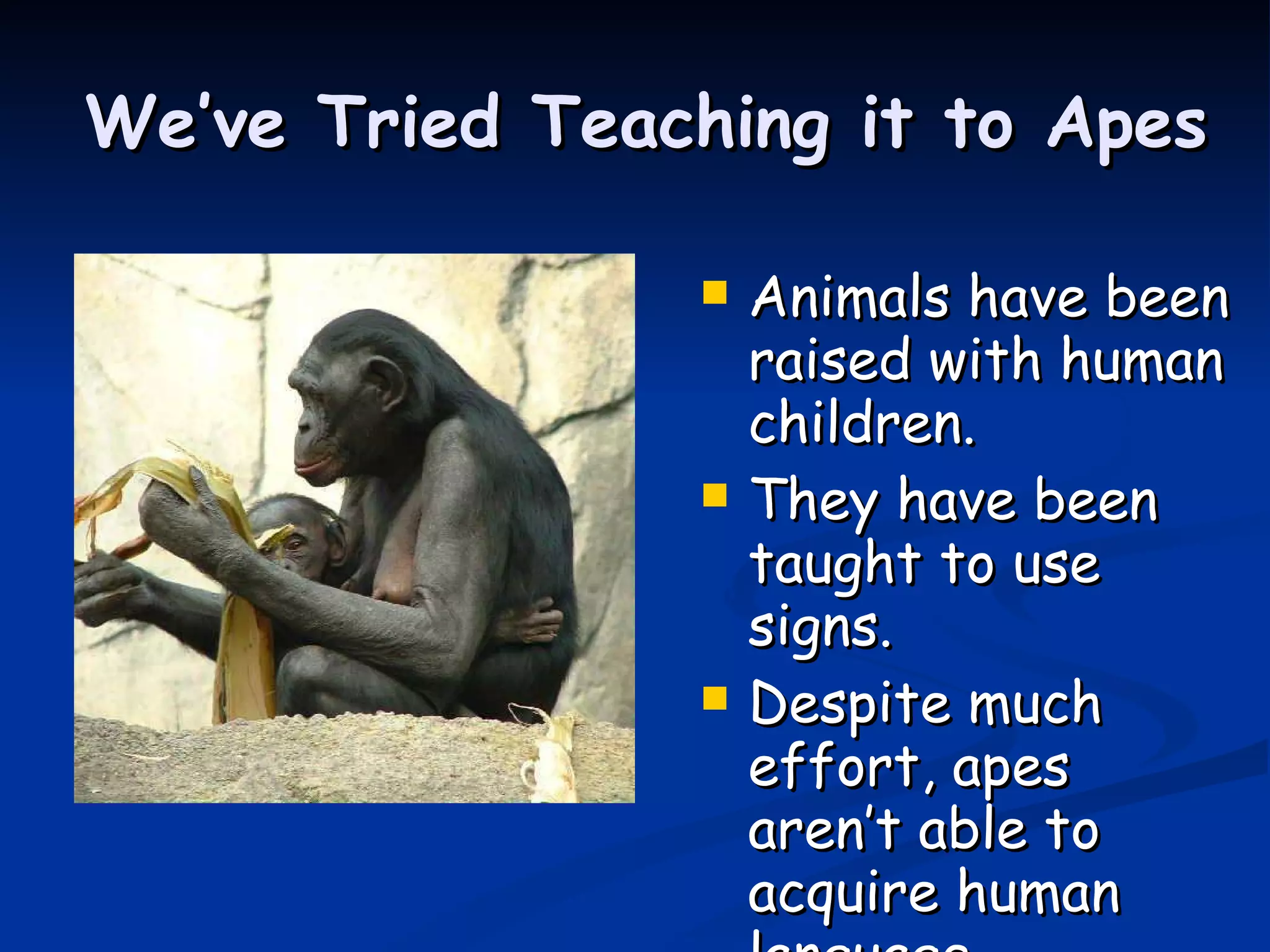 We’ve Tried Teaching it to Apes Animals have been raised with human children. They have been taught to use signs. Despite much effort, apes aren’t able to acquire human language. 