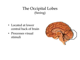 The Occipital Lobes
(Seeing)
• Located at lower
central back of brain
• Processes visual
stimuli
 