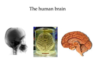 The human brain
 