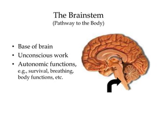 The Brainstem
(Pathway to the Body)
• Base of brain
• Unconscious work
• Autonomic functions,
e.g., survival, breathing,
body functions, etc.
 