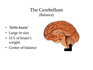 The Cerebellum
(Balance)
• ‘little brain’
• Large in size
• 11% of brain’s
weight
• Center of balance
 