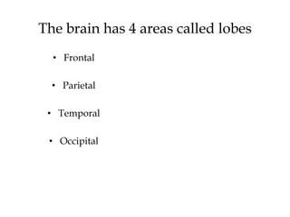The brain has 4 areas called lobes
• Frontal
• Parietal
• Temporal
• Occipital
 