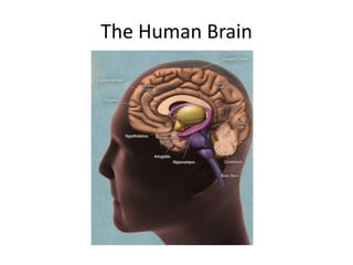 The Human Brain
 