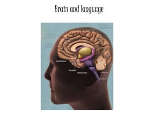 Brain and language
 