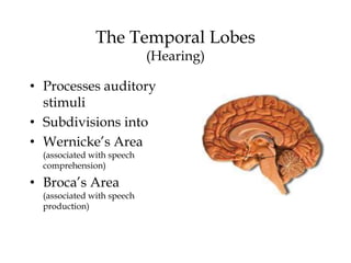 The Temporal Lobes
(Hearing)
• Processes auditory
stimuli
• Subdivisions into
• Wernicke’s Area
(associated with speech
comprehension)
• Broca’s Area
(associated with speech
production)
 