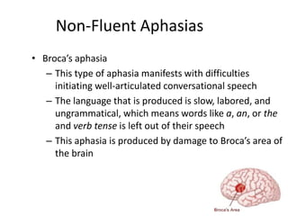 Non-Fluent Aphasias
• Broca’s aphasia
– This type of aphasia manifests with difficulties
initiating well-articulated conversational speech
– The language that is produced is slow, labored, and
ungrammatical, which means words like a, an, or the
and verb tense is left out of their speech
– This aphasia is produced by damage to Broca’s area of
the brain
 