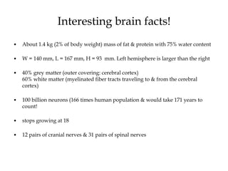 Interesting brain facts!
• About 1.4 kg (2% of body weight) mass of fat & protein with 75% water content
• W = 140 mm, L = 167 mm, H = 93 mm. Left hemisphere is larger than the right
• 40% grey matter (outer covering: cerebral cortex)
60% white matter (myelinated fiber tracts traveling to & from the cerebral
cortex)
• 100 billion neurons (166 times human population & would take 171 years to
count!
• stops growing at 18
• 12 pairs of cranial nerves & 31 pairs of spinal nerves
 