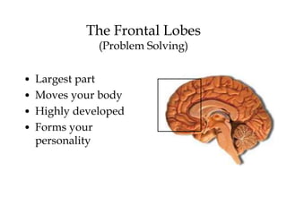 The Frontal Lobes
(Problem Solving)
• Largest part
• Moves your body
• Highly developed
• Forms your
personality
 