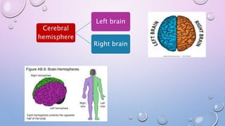 Cerebral
hemisphere
Left brain
Right brain
 