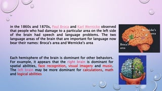 in the 1860s and 1870s, Paul Broca and Karl Wernicke observed
that people who had damage to a particular area on the left side
of the brain had speech and language problems. The two
language areas of the brain that are important for language now
bear their names: Broca's area and Wernicke's area
Each hemisphere of the brain is dominant for other behaviors.
For example, it appears that the right brain is dominant for
spatial abilities, face recognition, visual imagery and music.
The left brain may be more dominant for calculations, math
and logical abilities
 