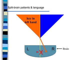 Left Brain Instrument language and brain.ppt