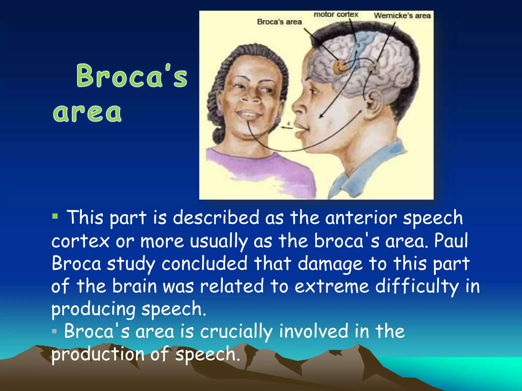 ▪ This part is described as the anterior speech
cortex or more usually as the broca's area. Paul
Broca study concluded that damage to this part
of the brain was related to extreme difficulty in
producing speech.
▪ Broca's area is crucially involved in the
production of speech.
 
