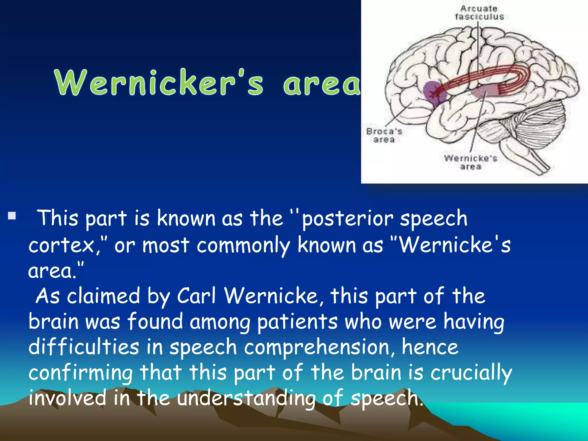  This part is known as the ‘'posterior speech
cortex,‘’ or most commonly known as ‘’Wernicke's
area.‘’
As claimed by Carl Wernicke, this part of the
brain was found among patients who were having
difficulties in speech comprehension, hence
confirming that this part of the brain is crucially
involved in the understanding of speech.
 