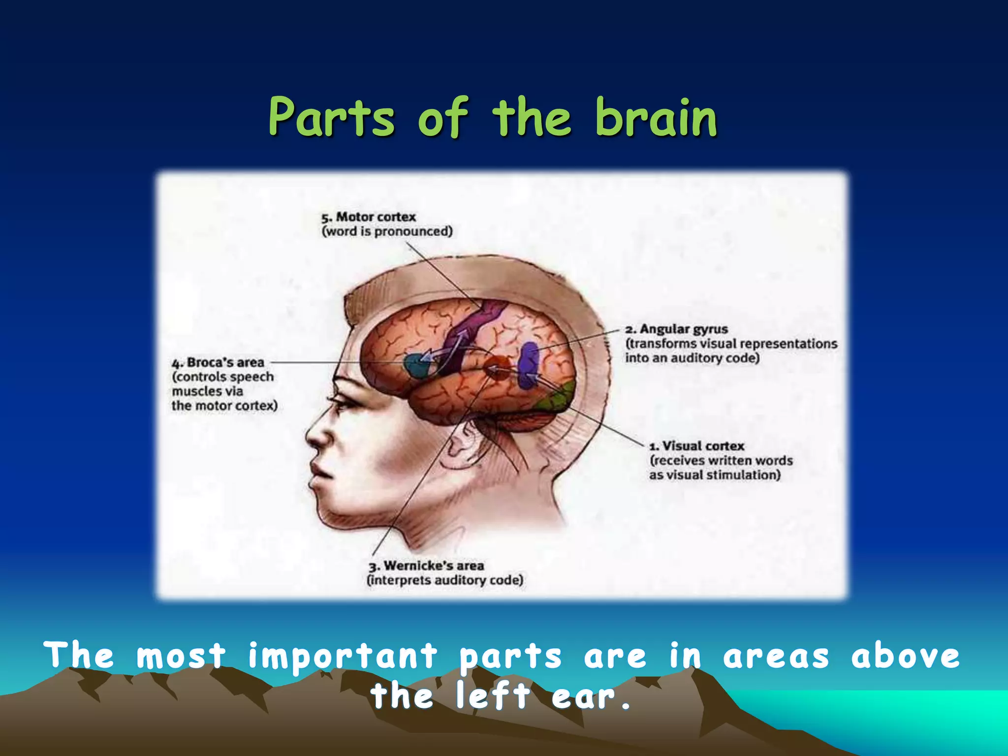 Parts of the brain
 