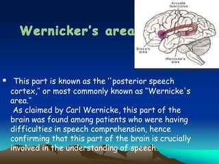  This part is known as the ‘'posterior speech
cortex,‘’ or most commonly known as ‘’Wernicke's
area.‘’
As claimed by Carl Wernicke, this part of the
brain was found among patients who were having
difficulties in speech comprehension, hence
confirming that this part of the brain is crucially
involved in the understanding of speech.
 