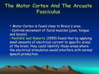 The Motor Cortex And The Arcuate
Fasciculus
▪ Motor Cortex is found close to Broca's area.
▪ Controls movement of facial muscles (jaws, tongue
and larynx)
▪ Penfield and Roberts (1959) found that by applying
small amounts of electrical current to specific areas
of the brain, they could identify those areas where
the electrical stimulation would interfere with normal
speech production.
 