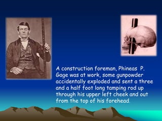 A construction foreman, Phineas P.
Gage was at work, some gunpowder
accidentally exploded and sent a three
and a half foot long tamping rod up
through his upper left cheek and out
from the top of his forehead.
 