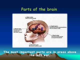 Parts of the brain
 