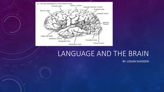 LANGUAGE AND THE BRAIN
BY: LOGAN SHADDEN
 