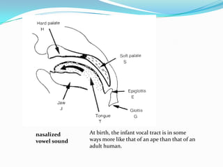 At birth, the infant vocal tract is in some ways more like that of an ape than that of an adult human. nasalizedvowelsound
