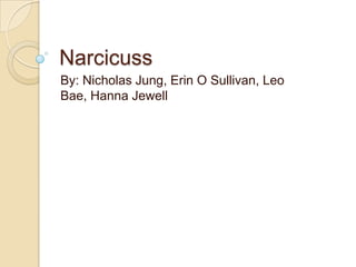 Narcicuss By: Nicholas Jung, Erin O Sullivan, Leo Bae, Hanna Jewell 