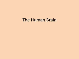The Human Brain 