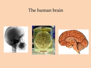The human brain 