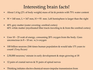 Interesting brain facts! About 1.4 kg (2% of body weight) mass of fat & protein with 75% water content W = 140 mm, L = 167 mm, H = 93  mm. Left hemisphere is larger than the right  40% grey matter (outer covering: cerebral cortex)  60% white matter (myelinated fiber tracts traveling to & from the cerebral cortex)  Uses 10 – 23 watt of energy, consuming 20% oxygen from the body. Goes unconscious in 8 – 10 sec. w/o oxygen 100 billion neurons (166 times human population & would take 171 years to count!  (Tony Buzan) 2,50,000 neurons/ minute in early development & stops growing at 18 12 pairs of cranial nerves & 31 pairs of spinal nerves Thinking initiates electro-chemical-neuro-impulse transmission from 0.5 m/sec  - 120 m/sec. (434 km/hr) 