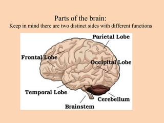 Parts of the brain:  Keep in mind there are two distinct sides with different functions  