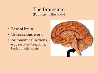 The Brainstem (Pathway to the Body) Base of brain Unconscious work Autonomic functions,  e.g., survival, breathing, body functions, etc. 