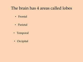 The brain has 4 areas called lobes Frontal Parietal Temporal Occipital 