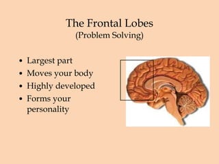 The Frontal Lobes (Problem Solving) Largest part Moves your body Highly developed Forms your personality 