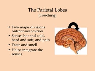 The Parietal Lobes (Touching) Two major divisions Anterior and posterior Senses hot and cold, hard and soft, and pain Taste and smell Helps integrate the senses 